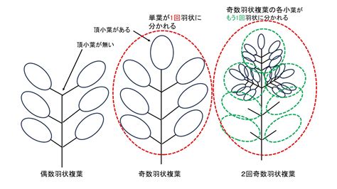 三出複葉植物|葉で見分ける樹木（複葉・裂ける葉）